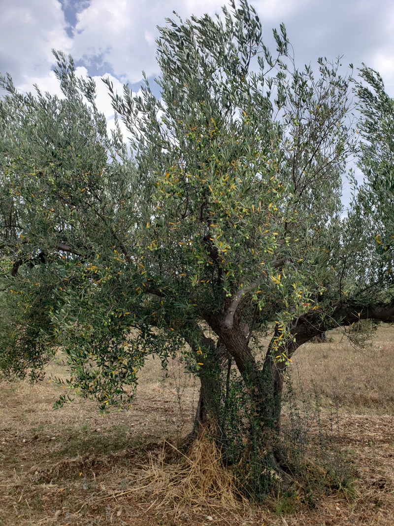 Fossacesia Pics